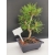 Żywe Drzewko Bonsai Sosna Czarna Pinus Nigra 10-letni na PREZENT 310