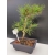 Żywe Drzewko Bonsai Sosna Czarna Pinus Nigra 10-letni na PREZENT 310