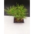Żywe Drzewko Bonsai Sosna Czarna Pinus Nigra 10-letni na PREZENT 310