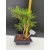 Żywe Drzewko Bonsai Sosna Czarna Pinus Nigra 10-letni na PREZENT 310