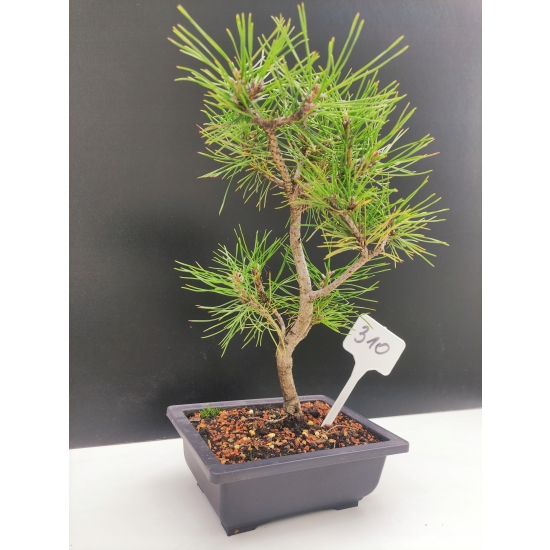 Żywe Drzewko Bonsai Sosna Czarna Pinus Nigra 10-letni na PREZENT 310