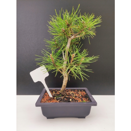 Żywe Drzewko Bonsai Sosna Czarna Pinus Nigra 10-letni na PREZENT 310