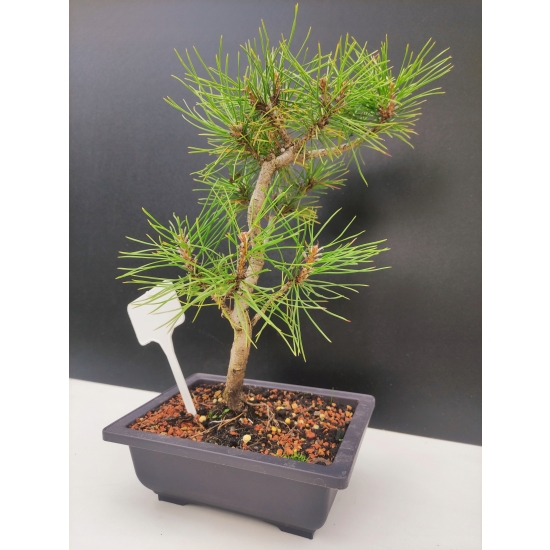Żywe Drzewko Bonsai Sosna Czarna Pinus Nigra 10-letni na PREZENT 310