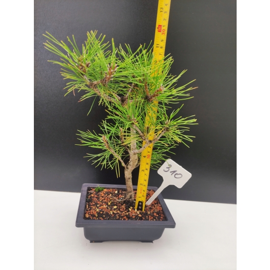 Żywe Drzewko Bonsai Sosna Czarna Pinus Nigra 10-letni na PREZENT 310