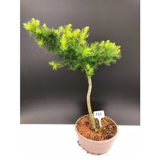 Żywe Drzewko Bonsai Modrzew Europejski Larix Decidua Prezent 10-letni 126