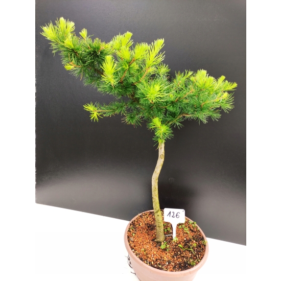 Żywe Drzewko Bonsai Modrzew Europejski Larix Decidua Prezent 10-letni 126