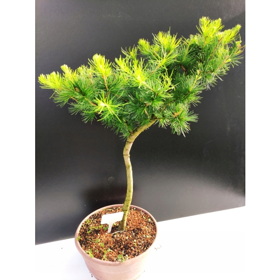 Żywe Drzewko Bonsai Modrzew Europejski Larix Decidua Prezent 10-letni 126