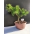 Żywe Drzewko Bonsai Modrzew Europejski Larix Decidua Prezent 10-letni 163