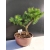 Żywe Drzewko Bonsai Modrzew Europejski Larix Decidua Prezent 10-letni 163