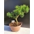 Żywe Drzewko Bonsai Modrzew Europejski Larix Decidua Prezent 10-letni 163