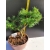 Żywe Drzewko Bonsai Modrzew Europejski Larix Decidua Prezent 10-letni 163
