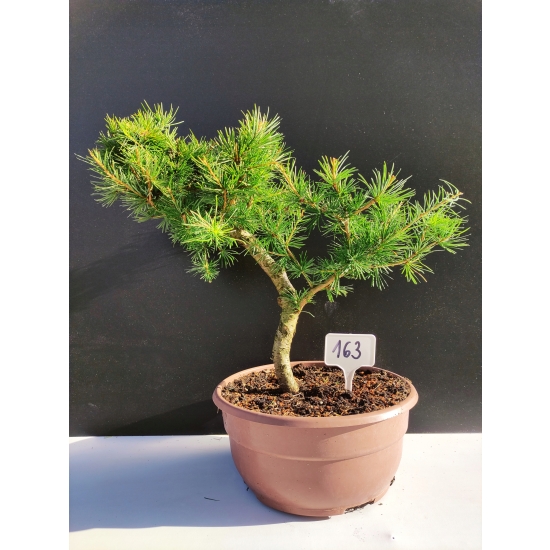 Żywe Drzewko Bonsai Modrzew Europejski Larix Decidua Prezent 10-letni 163