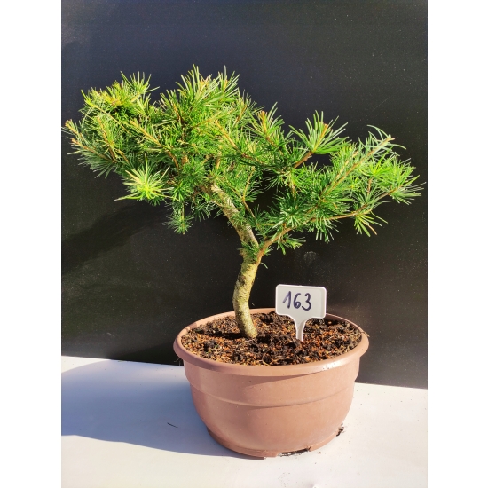 Żywe Drzewko Bonsai Modrzew Europejski Larix Decidua Prezent 10-letni 163