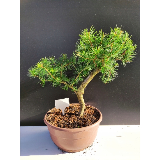 Żywe Drzewko Bonsai Modrzew Europejski Larix Decidua Prezent 10-letni 163