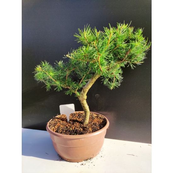 Żywe Drzewko Bonsai Modrzew Europejski Larix Decidua Prezent 10-letni 163
