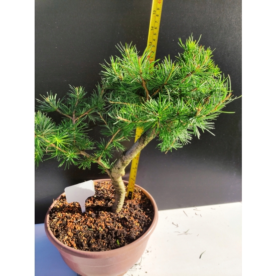 Żywe Drzewko Bonsai Modrzew Europejski Larix Decidua Prezent 10-letni 163