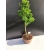 Żywe Drzewko Bonsai Modrzew Europejski Larix Decidua Prezent 10-letni 165