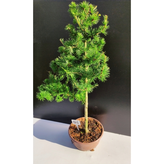 Żywe Drzewko Bonsai Modrzew Europejski Larix Decidua Prezent 10-letni 165