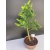 Żywe Drzewko Bonsai Modrzew Europejski Larix Decidua Prezent 10-letni 147
