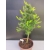 Żywe Drzewko Bonsai Modrzew Europejski Larix Decidua Prezent 10-letni 147