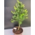 Żywe Drzewko Bonsai Modrzew Europejski Larix Decidua Prezent 10-letni 147