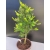 Żywe Drzewko Bonsai Modrzew Europejski Larix Decidua Prezent 10-letni 147