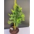 Żywe Drzewko Bonsai Modrzew Europejski Larix Decidua Prezent 10-letni 147