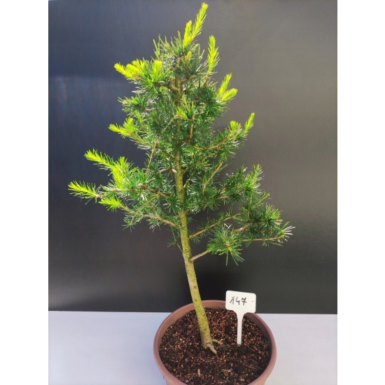 Żywe Drzewko Bonsai Modrzew Europejski Larix Decidua Prezent 10-letni 147