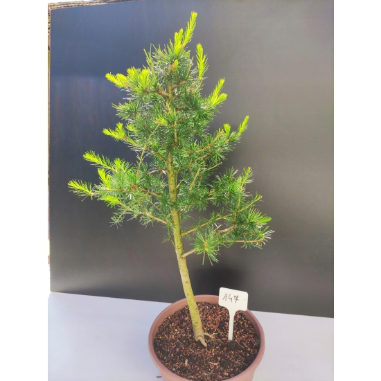 Żywe Drzewko Bonsai Modrzew Europejski Larix Decidua Prezent 10-letni 147
