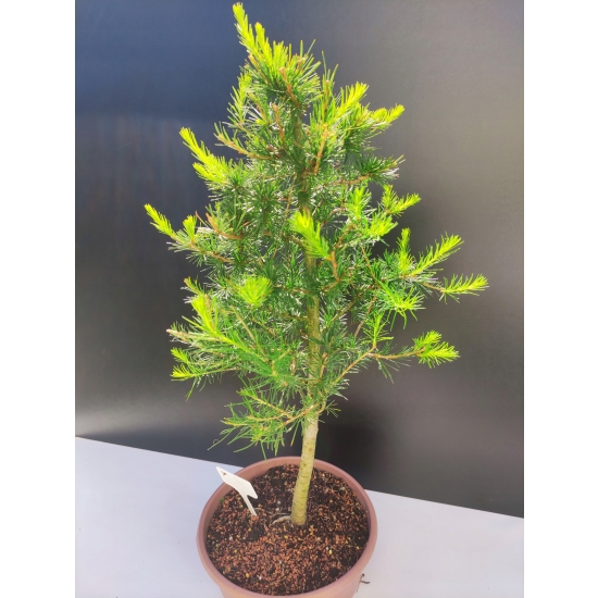 Żywe Drzewko Bonsai Modrzew Europejski Larix Decidua Prezent 10-letni 147