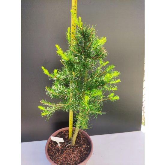 Żywe Drzewko Bonsai Modrzew Europejski Larix Decidua Prezent 10-letni 147