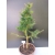 Żywe Drzewko Bonsai Modrzew Europejski Larix Decidua Prezent 10-letni 170