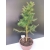Żywe Drzewko Bonsai Modrzew Europejski Larix Decidua Prezent 10-letni 170