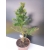 Żywe Drzewko Bonsai Modrzew Europejski Larix Decidua Prezent 10-letni 170