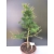 Żywe Drzewko Bonsai Modrzew Europejski Larix Decidua Prezent 10-letni 170