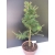 Żywe Drzewko Bonsai Modrzew Europejski Larix Decidua Prezent 10-letni 170