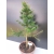 Żywe Drzewko Bonsai Modrzew Europejski Larix Decidua Prezent 10-letni 170