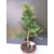 Żywe Drzewko Bonsai Modrzew Europejski Larix Decidua Prezent 10-letni 170