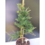 Żywe Drzewko Bonsai Modrzew Europejski Larix Decidua Prezent 10-letni 170