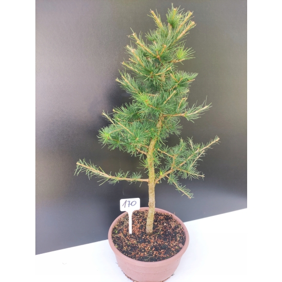 Żywe Drzewko Bonsai Modrzew Europejski Larix Decidua Prezent 10-letni 170