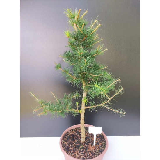 Żywe Drzewko Bonsai Modrzew Europejski Larix Decidua Prezent 10-letni 170