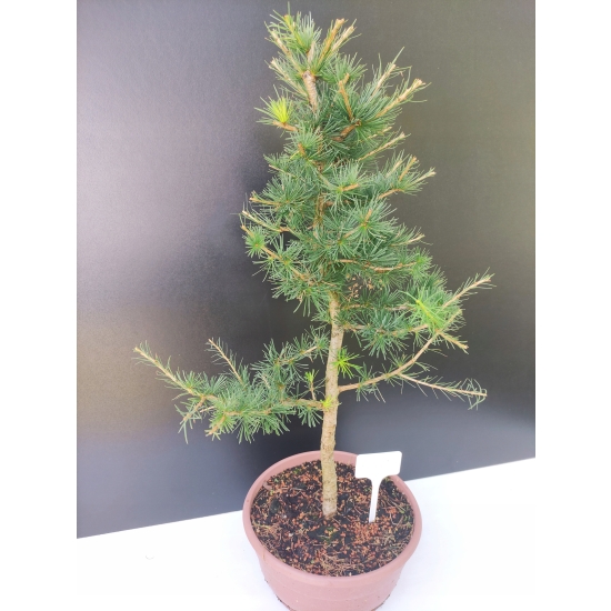 Żywe Drzewko Bonsai Modrzew Europejski Larix Decidua Prezent 10-letni 170