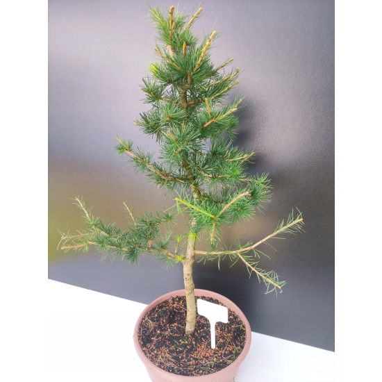 Żywe Drzewko Bonsai Modrzew Europejski Larix Decidua Prezent 10-letni 170