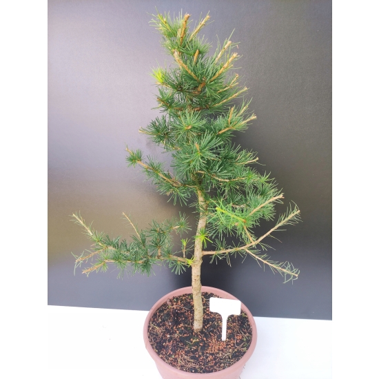 Żywe Drzewko Bonsai Modrzew Europejski Larix Decidua Prezent 10-letni 170