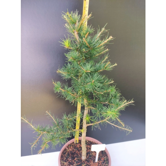 Żywe Drzewko Bonsai Modrzew Europejski Larix Decidua Prezent 10-letni 170