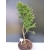 Żywe Drzewko Bonsai Modrzew Europejski Larix Decidua Prezent 10-letni 171