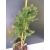 Żywe Drzewko Bonsai Modrzew Europejski Larix Decidua Prezent 10-letni 171