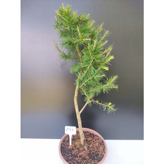Żywe Drzewko Bonsai Modrzew Europejski Larix Decidua Prezent 10-letni 171