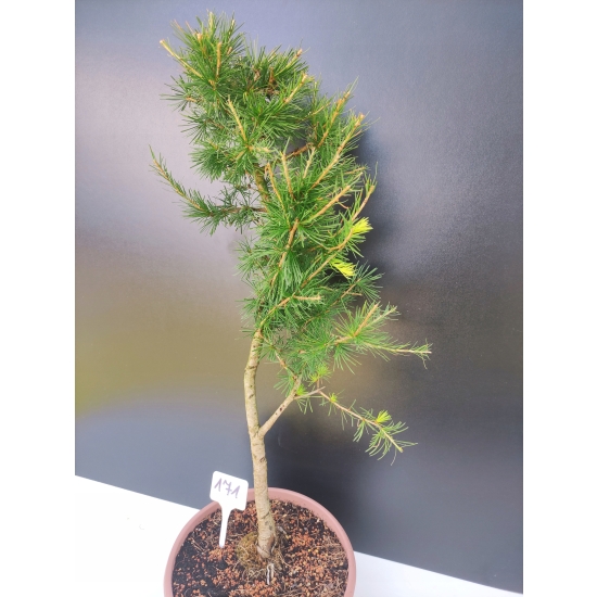 Żywe Drzewko Bonsai Modrzew Europejski Larix Decidua Prezent 10-letni 171
