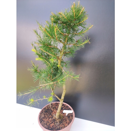 Żywe Drzewko Bonsai Modrzew Europejski Larix Decidua Prezent 10-letni 171